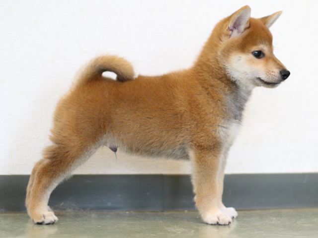 FP5A2484-puppy FP5A2484-puppy