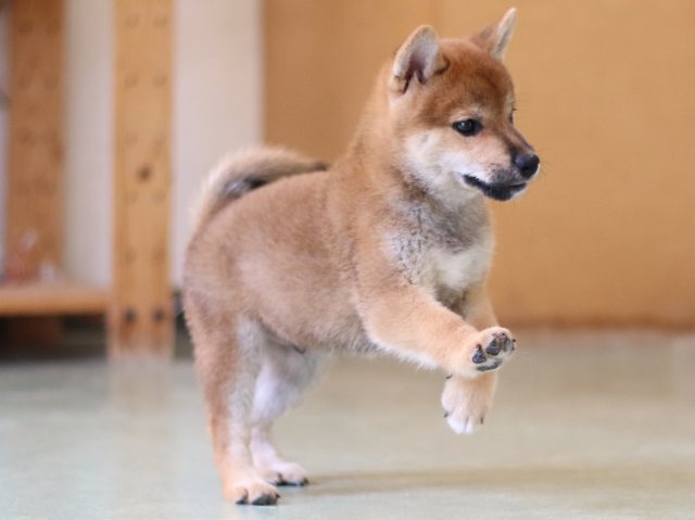 FP5A2581-puppy FP5A2581-puppy