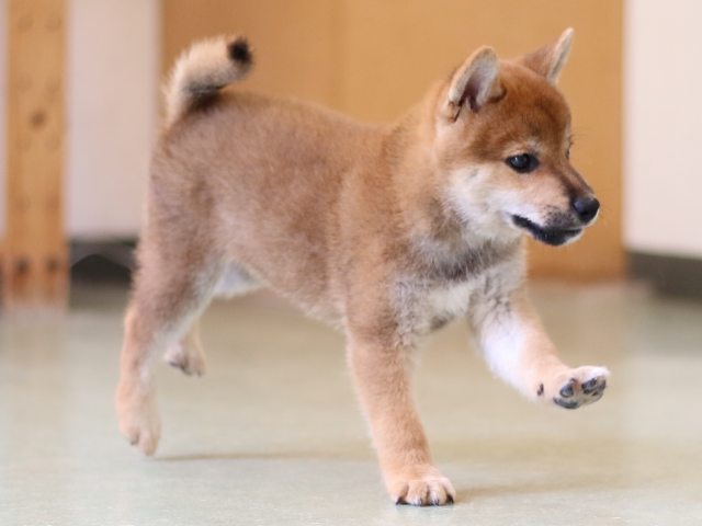 FP5A2582-puppy FP5A2582-puppy