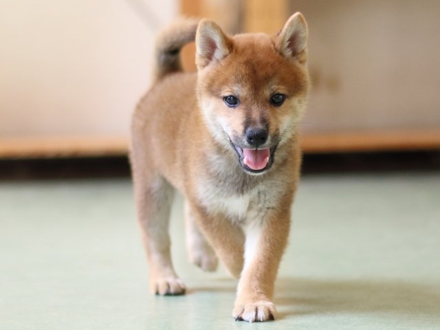 FP5A2620-puppy FP5A2620-puppy