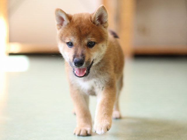 FP5A2626-puppy FP5A2626-puppy