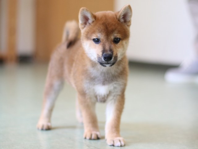 FP5A2644-puppy FP5A2644-puppy