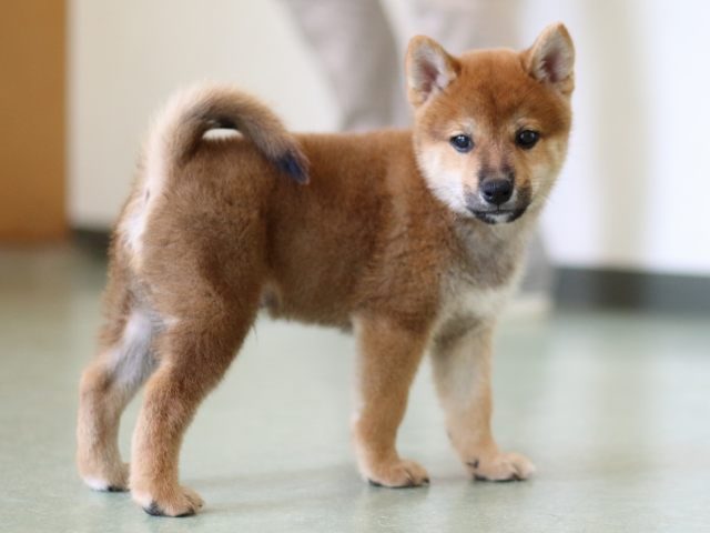 FP5A2649-puppy FP5A2649-puppy