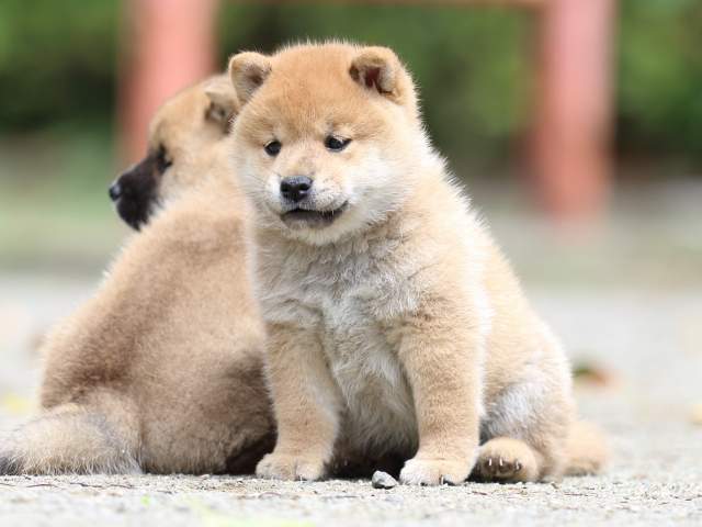 FP5A2654-puppy FP5A2654-puppy