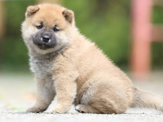 FP5A2691-puppy FP5A2691-puppy