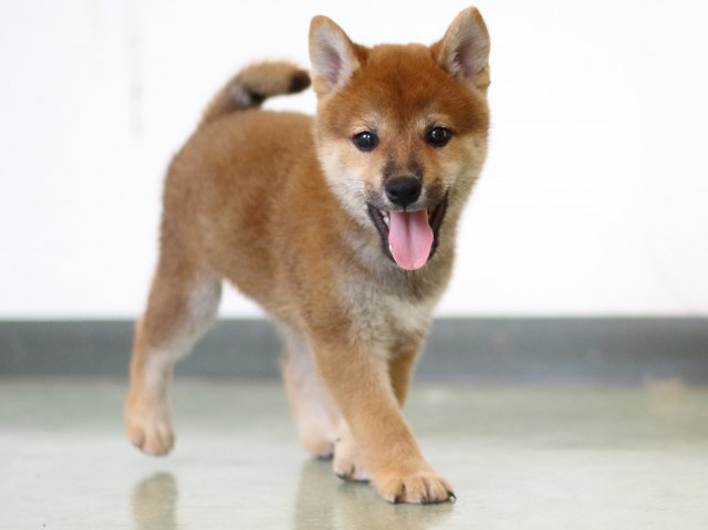 FP5A2731-puppy FP5A2731-puppy