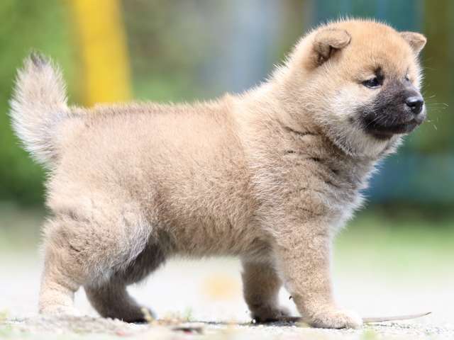 FP5A2731-puppy FP5A2731-puppy