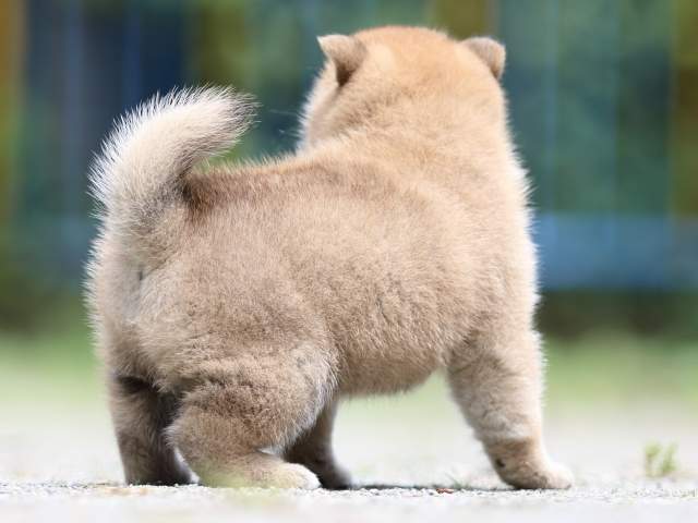 FP5A2744-puppy FP5A2744-puppy