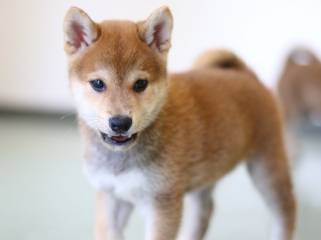 FP5A2748-puppy FP5A2748-puppy