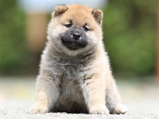 FP5A2766-puppy FP5A2766-puppy