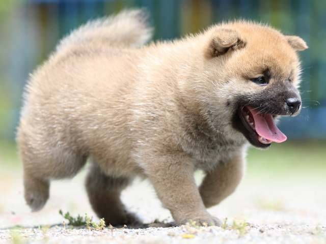 FP5A2798-puppy FP5A2798-puppy