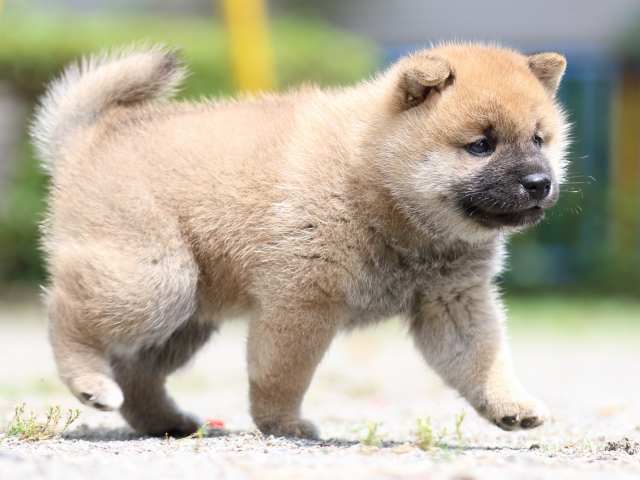FP5A2842-puppy FP5A2842-puppy