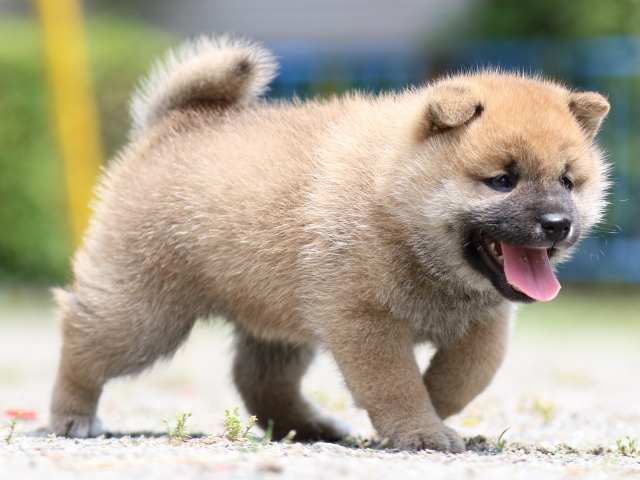 FP5A2845-puppy FP5A2845-puppy
