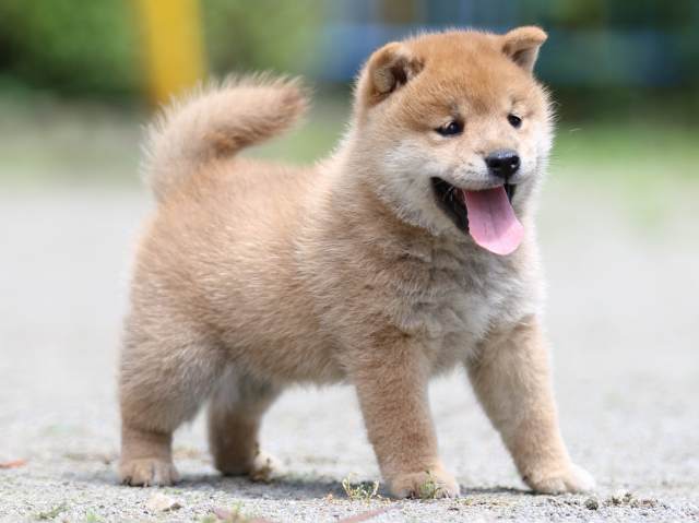 FP5A2902-puppy FP5A2902-puppy