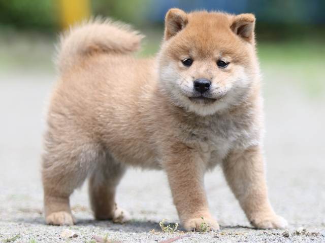 FP5A2916-puppy FP5A2916-puppy