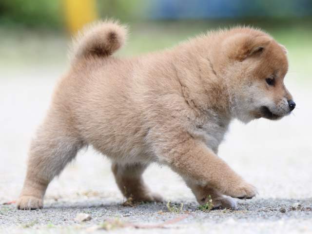 FP5A2946-puppy FP5A2946-puppy
