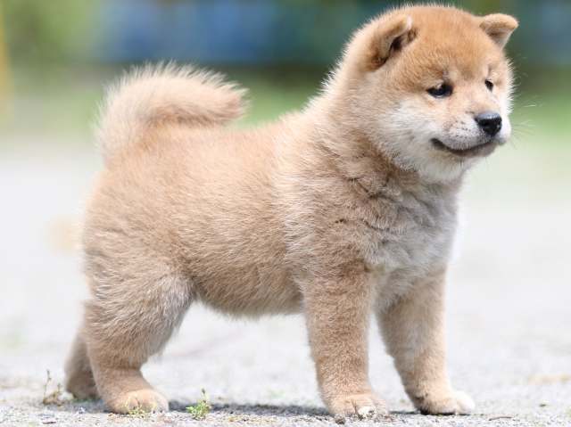 FP5A2954-puppy FP5A2954-puppy