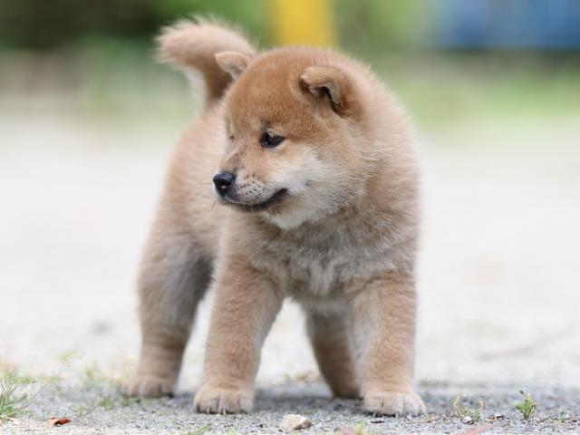 FP5A2960-puppy FP5A2960-puppy