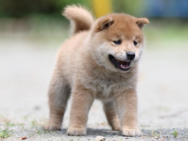 FP5A2967-puppy FP5A2967-puppy