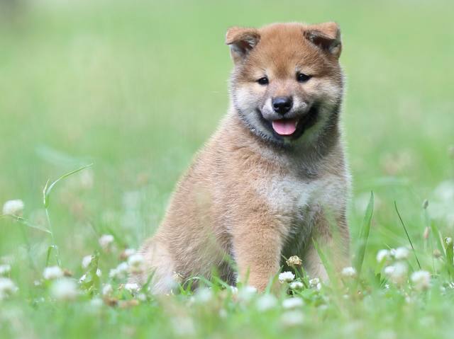 FP5A3251-puppy FP5A3251-puppy