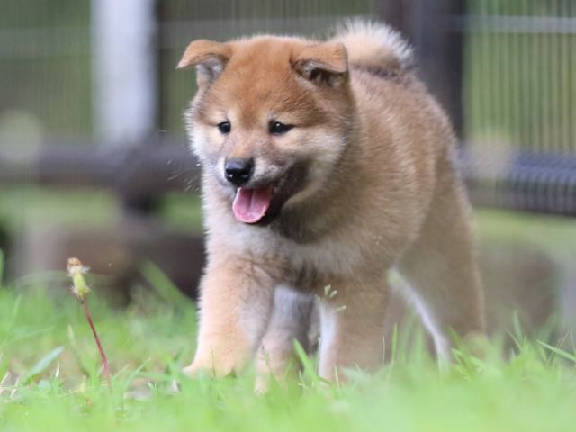 FP5A3283-puppy FP5A3283-puppy