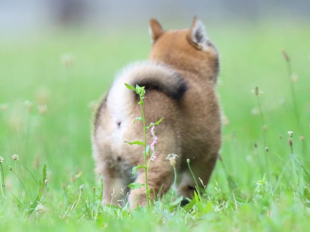 FP5A3287-puppy FP5A3287-puppy