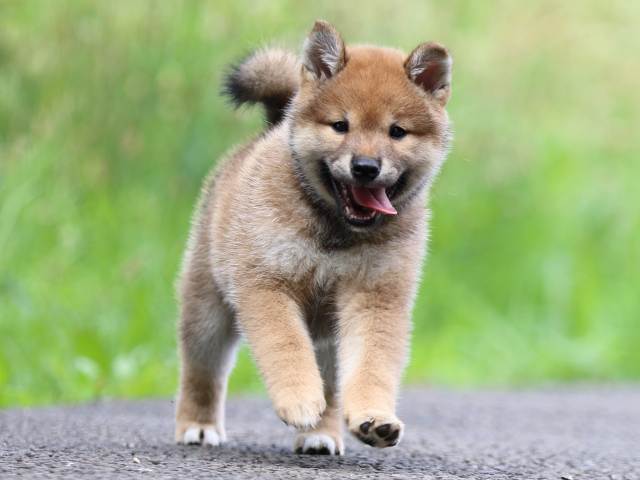 FP5A3323-puppy FP5A3323-puppy