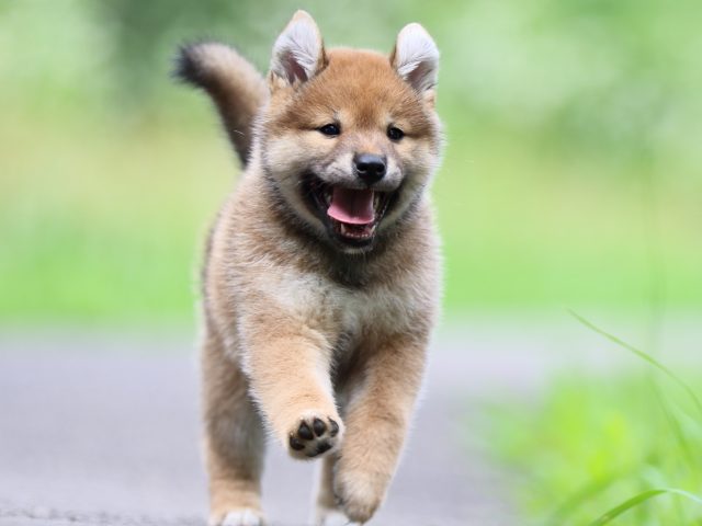 FP5A3353-puppy FP5A3353-puppy