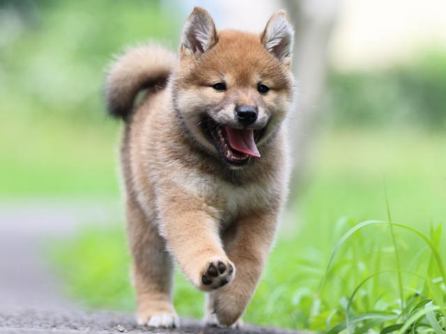 FP5A3358-puppy FP5A3358-puppy