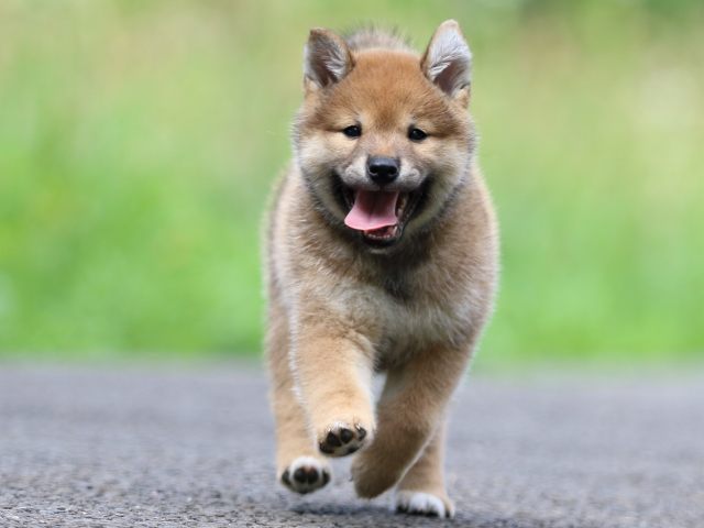 FP5A3371-puppy FP5A3371-puppy