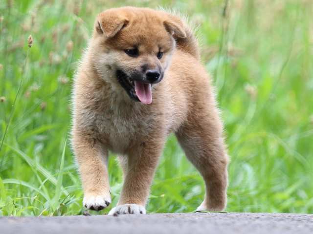FP5A3394-puppy FP5A3394-puppy