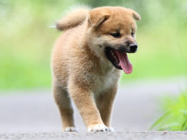 FP5A3440-puppy FP5A3440-puppy