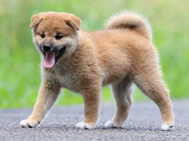 FP5A3479-puppy FP5A3479-puppy