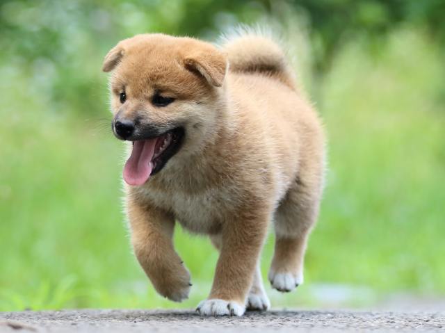 FP5A3502-puppy FP5A3502-puppy