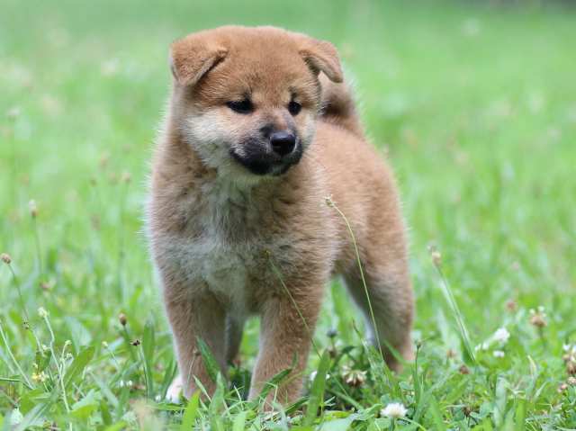 FP5A3522-puppy FP5A3522-puppy