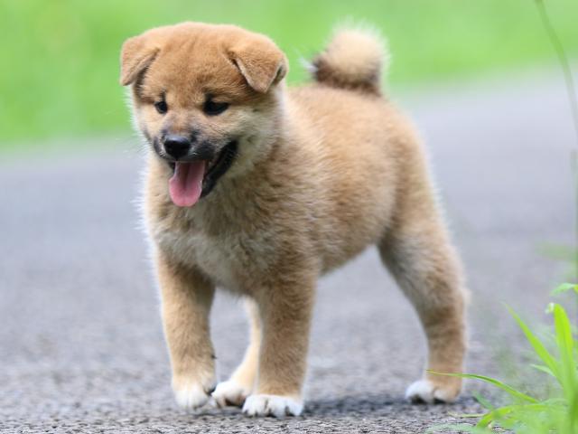 FP5A3538-puppy FP5A3538-puppy
