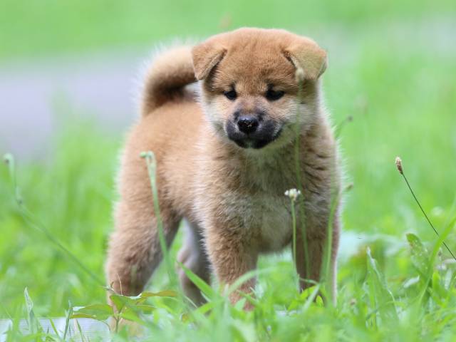 FP5A3551-puppy FP5A3551-puppy