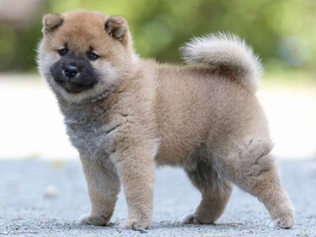 FP5A3702-puppy FP5A3702-puppy