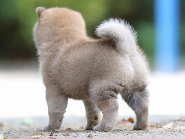 FP5A3718-puppy FP5A3718-puppy