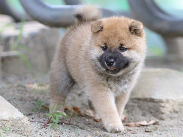 FP5A3728-puppy FP5A3728-puppy