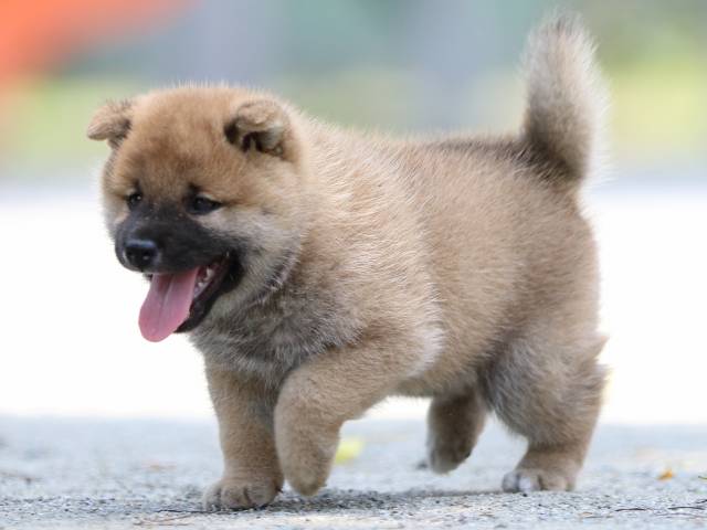 FP5A3776-puppy FP5A3776-puppy