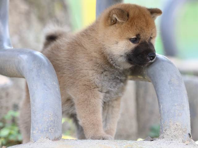 FP5A3821-puppy FP5A3821-puppy