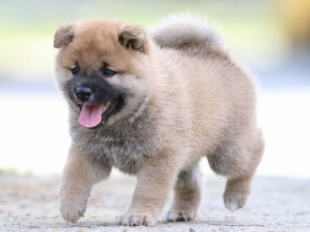 FP5A3852-puppy FP5A3852-puppy