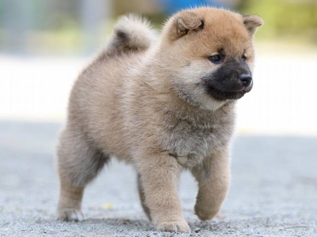FP5A3860-puppy FP5A3860-puppy