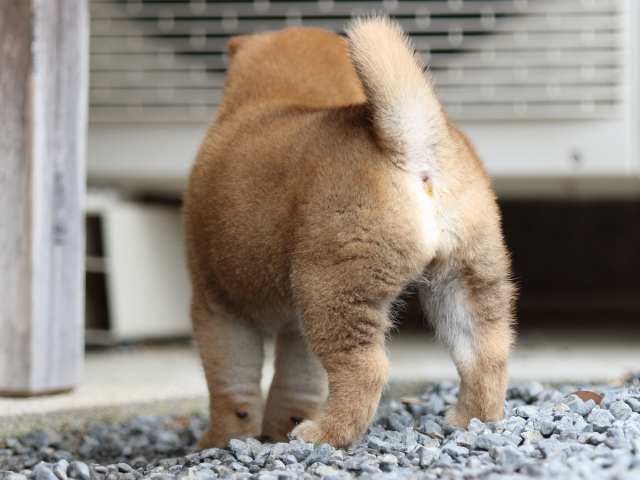 FP5A4273-puppy FP5A4273-puppy