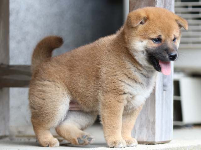 FP5A4303-puppy FP5A4303-puppy