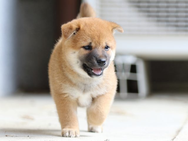 FP5A4373-puppy FP5A4373-puppy