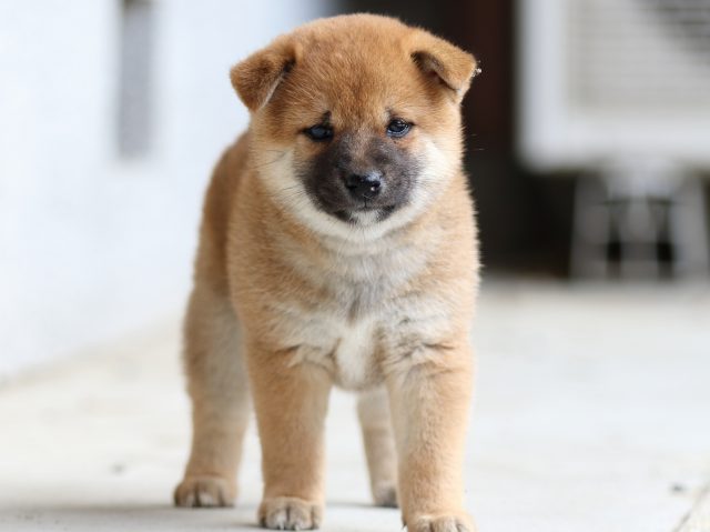 FP5A4428-puppy FP5A4428-puppy