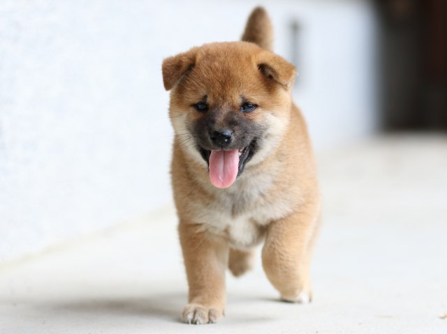 FP5A4438-puppy FP5A4438-puppy