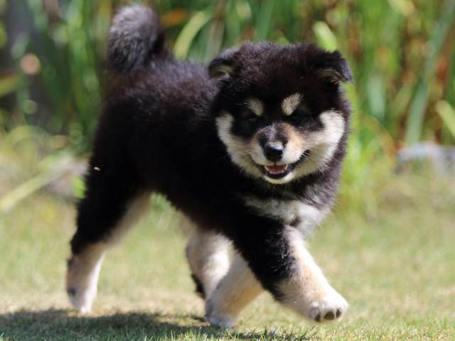 FP5A4449-puppy FP5A4449-puppy